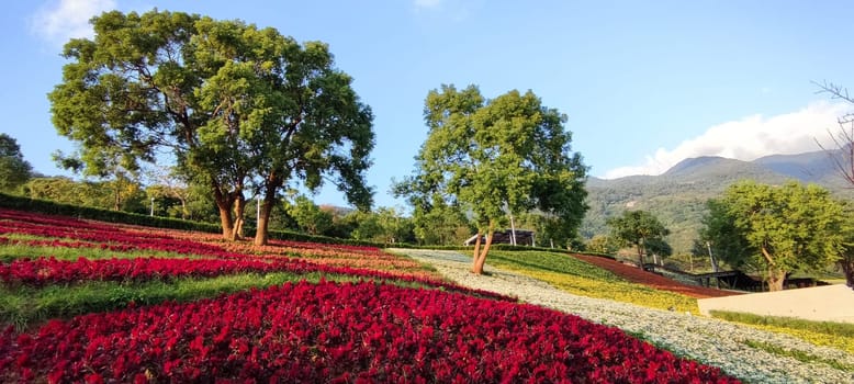 The San-Tseng-Chi Urban Park on a bright sunny day with colorful flower fields on the hillside under blue clear sky during Flower Festival, in Beitou District, Taipei City, Taiwan