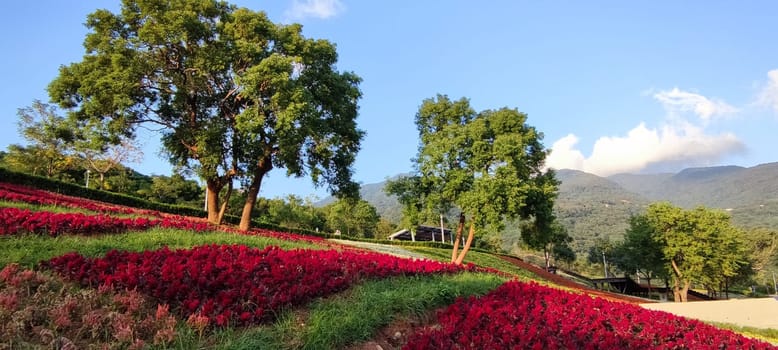 The San-Tseng-Chi Urban Park on a bright sunny day with colorful flower fields on the hillside under blue clear sky during Flower Festival, in Beitou District, Taipei City, Taiwan