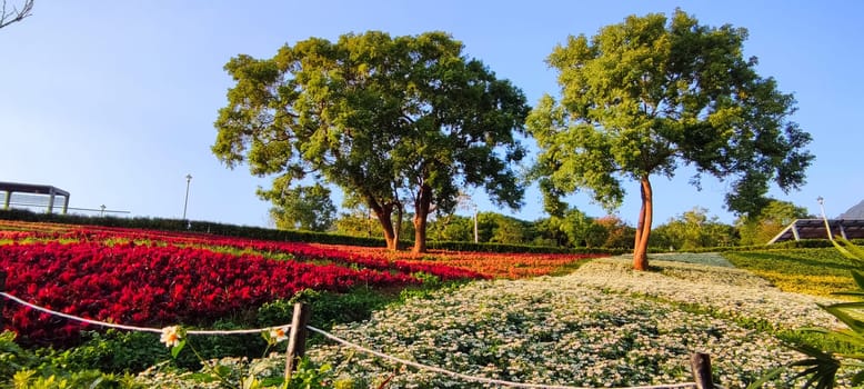 The San-Tseng-Chi Urban Park on a bright sunny day with colorful flower fields on the hillside under blue clear sky during Flower Festival, in Beitou District, Taipei City, Taiwan