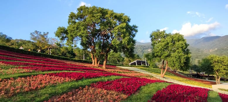 The San-Tseng-Chi Urban Park on a bright sunny day with colorful flower fields on the hillside under blue clear sky during Flower Festival, in Beitou District, Taipei City, Taiwan