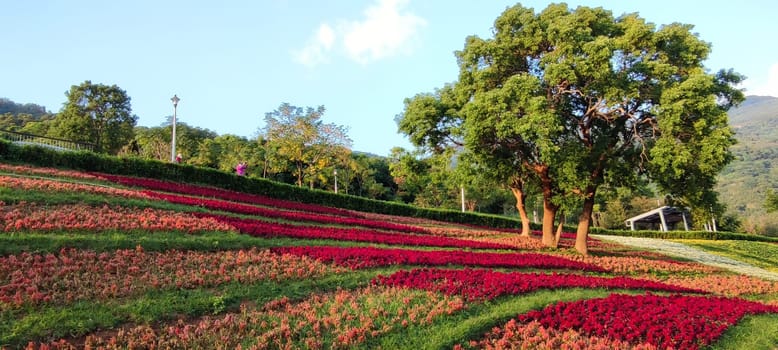 The San-Tseng-Chi Urban Park on a bright sunny day with colorful flower fields on the hillside under blue clear sky during Flower Festival, in Beitou District, Taipei City, Taiwan