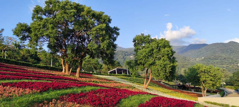 The San-Tseng-Chi Urban Park on a bright sunny day with colorful flower fields on the hillside under blue clear sky during Flower Festival, in Beitou District, Taipei City, Taiwan