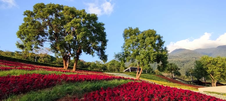 The San-Tseng-Chi Urban Park on a bright sunny day with colorful flower fields on the hillside under blue clear sky during Flower Festival, in Beitou District, Taipei City, Taiwan
