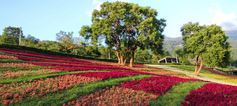 The San-Tseng-Chi Urban Park on a bright sunny day with colorful flower fields on the hillside under blue clear sky during Flower Festival, in Beitou District, Taipei City, Taiwan
