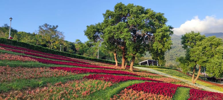 The San-Tseng-Chi Urban Park on a bright sunny day with colorful flower fields on the hillside under blue clear sky during Flower Festival, in Beitou District, Taipei City, Taiwan