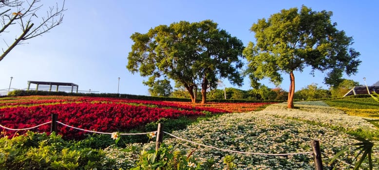 The San-Tseng-Chi Urban Park on a bright sunny day with colorful flower fields on the hillside under blue clear sky during Flower Festival, in Beitou District, Taipei City, Taiwan