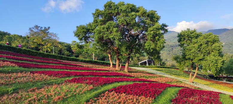 The San-Tseng-Chi Urban Park on a bright sunny day with colorful flower fields on the hillside under blue clear sky during Flower Festival, in Beitou District, Taipei City, Taiwan