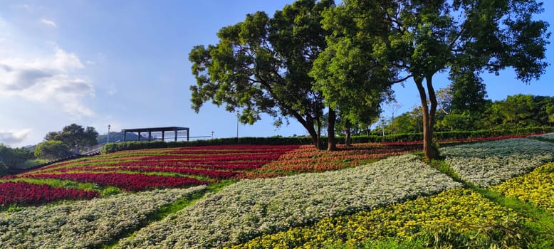 The San-Tseng-Chi Urban Park on a bright sunny day with colorful flower fields on the hillside under blue clear sky during Flower Festival, in Beitou District, Taipei City, Taiwan