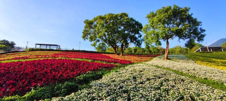 The San-Tseng-Chi Urban Park on a bright sunny day with colorful flower fields on the hillside under blue clear sky during Flower Festival, in Beitou District, Taipei City, Taiwan