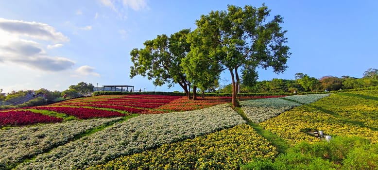 The San-Tseng-Chi Urban Park on a bright sunny day with colorful flower fields on the hillside under blue clear sky during Flower Festival, in Beitou District, Taipei City, Taiwan
