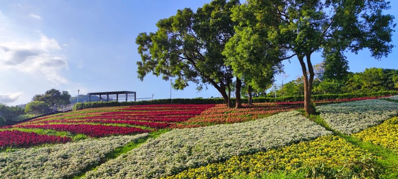 The San-Tseng-Chi Urban Park on a bright sunny day with colorful flower fields on the hillside under blue clear sky during Flower Festival, in Beitou District, Taipei City, Taiwan