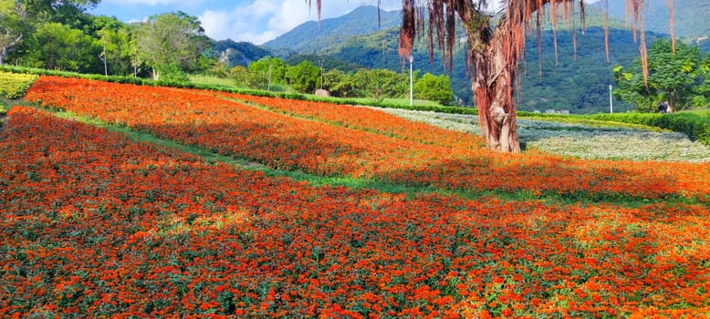 The San-Tseng-Chi Urban Park on a bright sunny day with colorful flower fields on the hillside under blue clear sky during Flower Festival, in Beitou District, Taipei City, Taiwan
