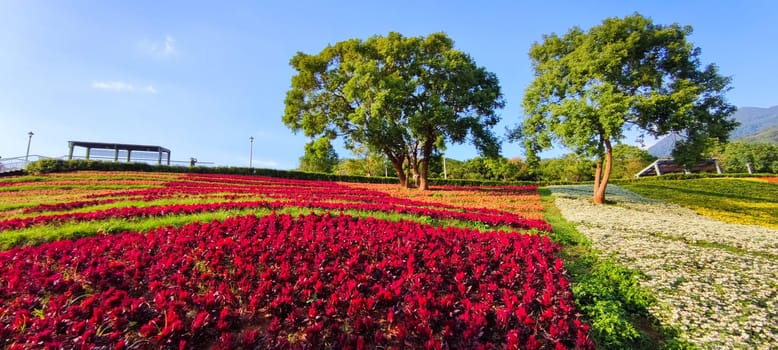 The San-Tseng-Chi Urban Park on a bright sunny day with colorful flower fields on the hillside under blue clear sky during Flower Festival, in Beitou District, Taipei City, Taiwan
