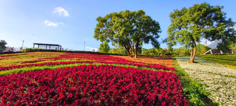The San-Tseng-Chi Urban Park on a bright sunny day with colorful flower fields on the hillside under blue clear sky during Flower Festival, in Beitou District, Taipei City, Taiwan