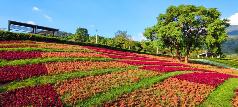 The San-Tseng-Chi Urban Park on a bright sunny day with colorful flower fields on the hillside under blue clear sky during Flower Festival, in Beitou District, Taipei City, Taiwan