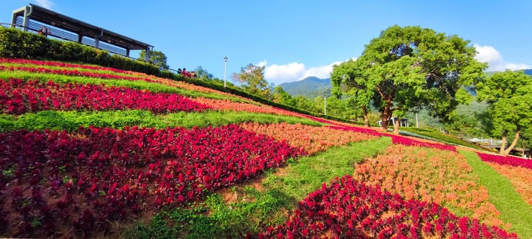 The San-Tseng-Chi Urban Park on a bright sunny day with colorful flower fields on the hillside under blue clear sky during Flower Festival, in Beitou District, Taipei City, Taiwan