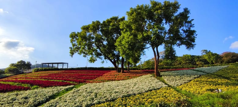 The San-Tseng-Chi Urban Park on a bright sunny day with colorful flower fields on the hillside under blue clear sky during Flower Festival, in Beitou District, Taipei City, Taiwan