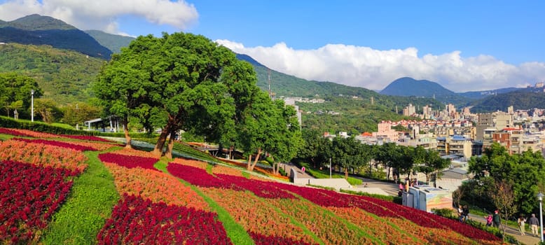 The San-Tseng-Chi Urban Park on a bright sunny day with colorful flower fields on the hillside under blue clear sky during Flower Festival, in Beitou District, Taipei City, Taiwan