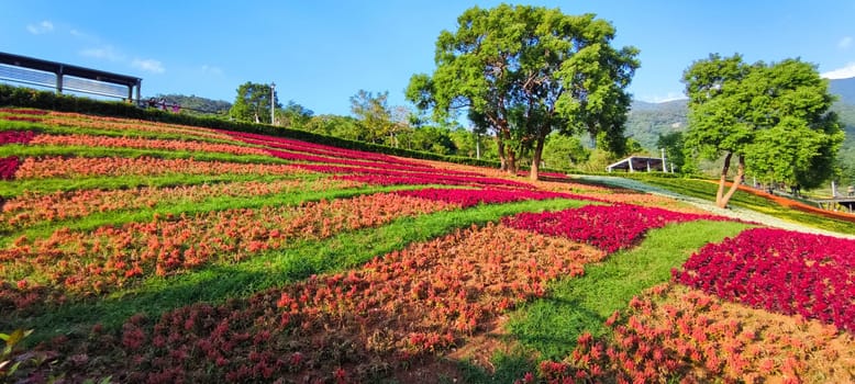The San-Tseng-Chi Urban Park on a bright sunny day with colorful flower fields on the hillside under blue clear sky during Flower Festival, in Beitou District, Taipei City, Taiwan