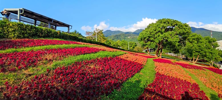 The San-Tseng-Chi Urban Park on a bright sunny day with colorful flower fields on the hillside under blue clear sky during Flower Festival, in Beitou District, Taipei City, Taiwan