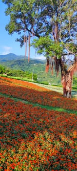 The San-Tseng-Chi Urban Park on a bright sunny day with colorful flower fields on the hillside under blue clear sky during Flower Festival, in Beitou District, Taipei City, Taiwan