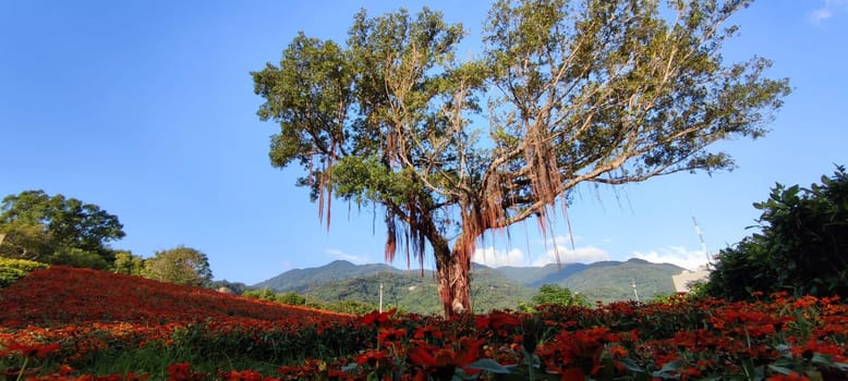 The San-Tseng-Chi Urban Park on a bright sunny day with colorful flower fields on the hillside under blue clear sky during Flower Festival, in Beitou District, Taipei City, Taiwan