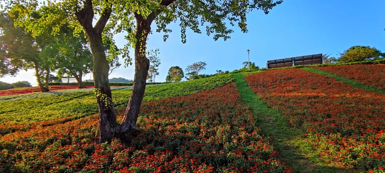 The San-Tseng-Chi Urban Park on a bright sunny day with colorful flower fields on the hillside under blue clear sky during Flower Festival, in Beitou District, Taipei City, Taiwan