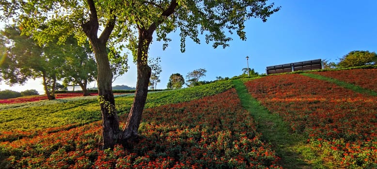 The San-Tseng-Chi Urban Park on a bright sunny day with colorful flower fields on the hillside under blue clear sky during Flower Festival, in Beitou District, Taipei City, Taiwan
