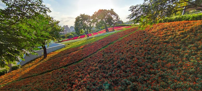 The San-Tseng-Chi Urban Park on a bright sunny day with colorful flower fields on the hillside under blue clear sky during Flower Festival, in Beitou District, Taipei City, Taiwan