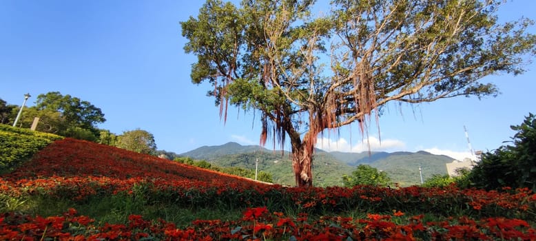 The San-Tseng-Chi Urban Park on a bright sunny day with colorful flower fields on the hillside under blue clear sky during Flower Festival, in Beitou District, Taipei City, Taiwan