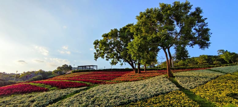 The San-Tseng-Chi Urban Park on a bright sunny day with colorful flower fields on the hillside under blue clear sky during Flower Festival, in Beitou District, Taipei City, Taiwan