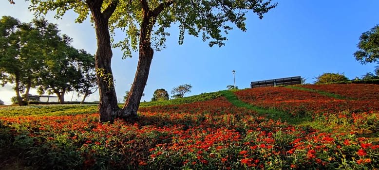 The San-Tseng-Chi Urban Park on a bright sunny day with colorful flower fields on the hillside under blue clear sky during Flower Festival, in Beitou District, Taipei City, Taiwan