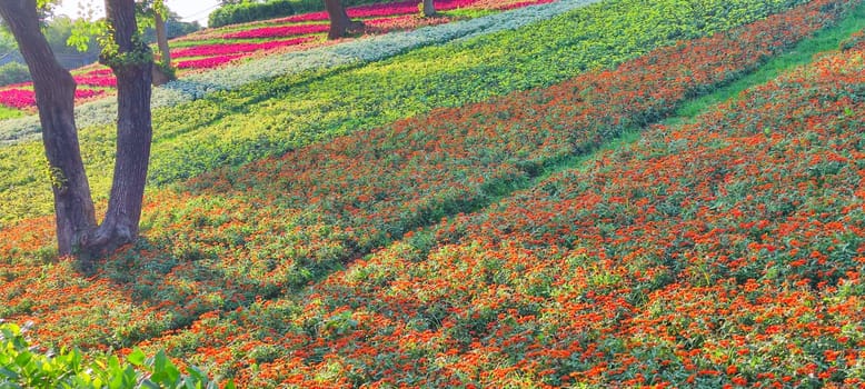 The San-Tseng-Chi Urban Park on a bright sunny day with colorful flower fields on the hillside under blue clear sky during Flower Festival, in Beitou District, Taipei City, Taiwan