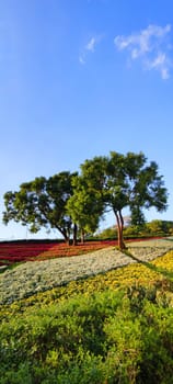 The San-Tseng-Chi Urban Park on a bright sunny day with colorful flower fields on the hillside under blue clear sky during Flower Festival, in Beitou District, Taipei City, Taiwan