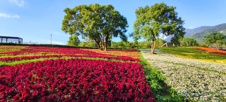 The San-Tseng-Chi Urban Park on a bright sunny day with colorful flower fields on the hillside under blue clear sky during Flower Festival, in Beitou District, Taipei City, Taiwan