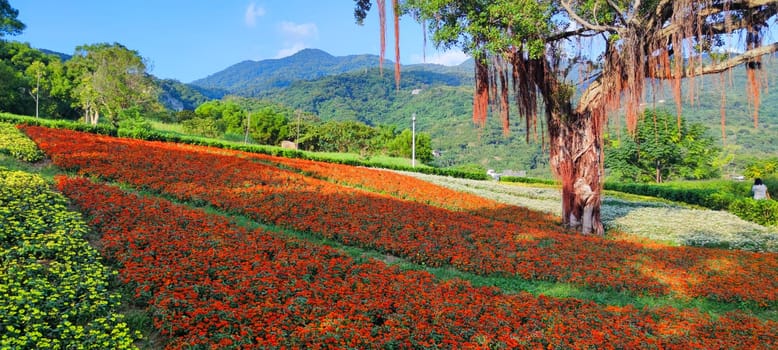 The San-Tseng-Chi Urban Park on a bright sunny day with colorful flower fields on the hillside under blue clear sky during Flower Festival, in Beitou District, Taipei City, Taiwan