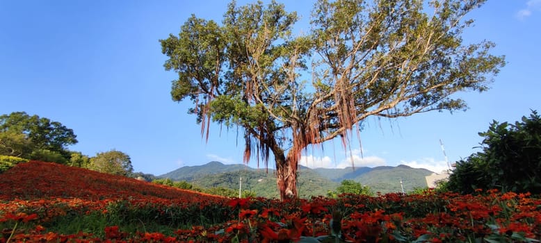 The San-Tseng-Chi Urban Park on a bright sunny day with colorful flower fields on the hillside under blue clear sky during Flower Festival, in Beitou District, Taipei City, Taiwan