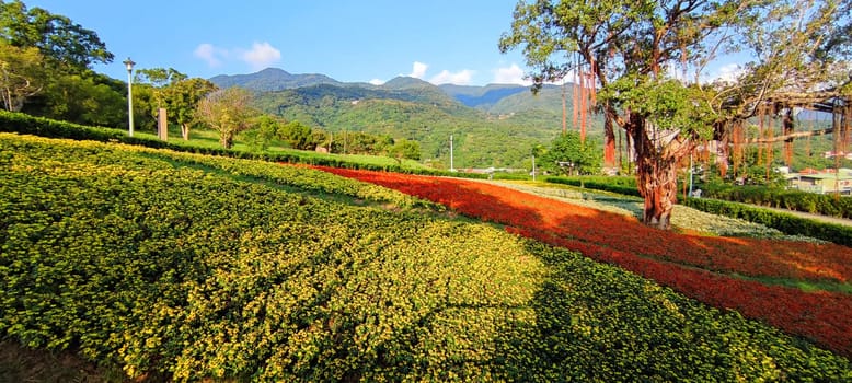 The San-Tseng-Chi Urban Park on a bright sunny day with colorful flower fields on the hillside under blue clear sky during Flower Festival, in Beitou District, Taipei City, Taiwan