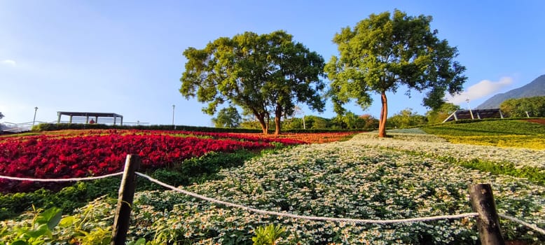 The San-Tseng-Chi Urban Park on a bright sunny day with colorful flower fields on the hillside under blue clear sky during Flower Festival, in Beitou District, Taipei City, Taiwan