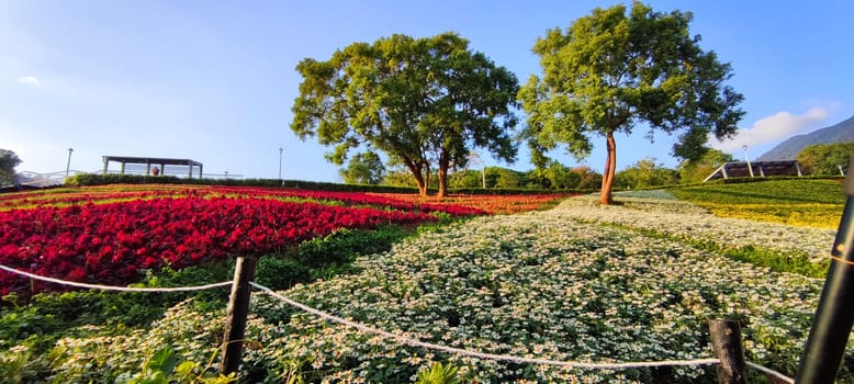 The San-Tseng-Chi Urban Park on a bright sunny day with colorful flower fields on the hillside under blue clear sky during Flower Festival, in Beitou District, Taipei City, Taiwan