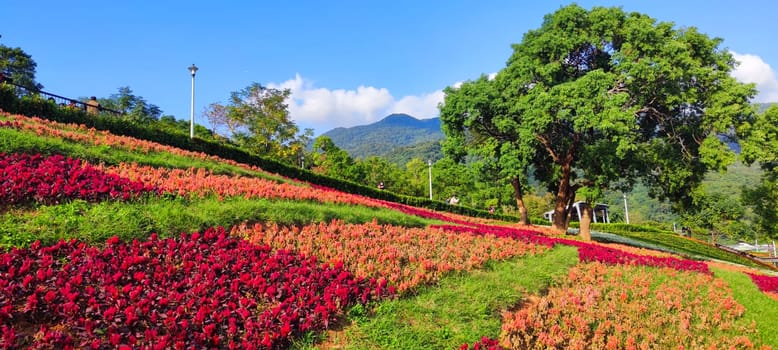 The San-Tseng-Chi Urban Park on a bright sunny day with colorful flower fields on the hillside under blue clear sky during Flower Festival, in Beitou District, Taipei City, Taiwan