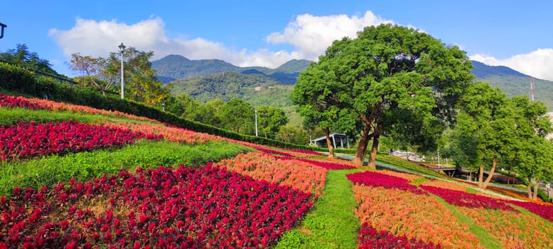 The San-Tseng-Chi Urban Park on a bright sunny day with colorful flower fields on the hillside under blue clear sky during Flower Festival, in Beitou District, Taipei City, Taiwan