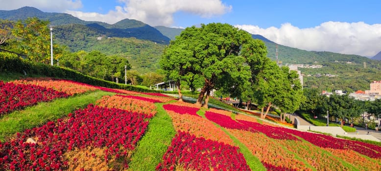 The San-Tseng-Chi Urban Park on a bright sunny day with colorful flower fields on the hillside under blue clear sky during Flower Festival, in Beitou District, Taipei City, Taiwan