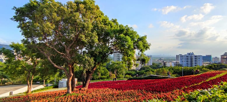 The San-Tseng-Chi Urban Park on a bright sunny day with colorful flower fields on the hillside under blue clear sky during Flower Festival, in Beitou District, Taipei City, Taiwan