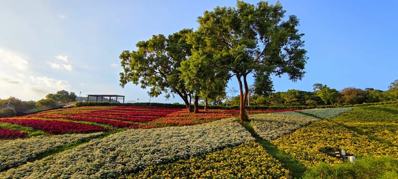 The San-Tseng-Chi Urban Park on a bright sunny day with colorful flower fields on the hillside under blue clear sky during Flower Festival, in Beitou District, Taipei City, Taiwan