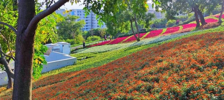 The San-Tseng-Chi Urban Park on a bright sunny day with colorful flower fields on the hillside under blue clear sky during Flower Festival, in Beitou District, Taipei City, Taiwan