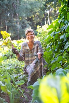 woman harvesting beetroot in the garden