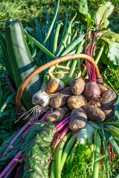 harvest basket with potatoes and onions