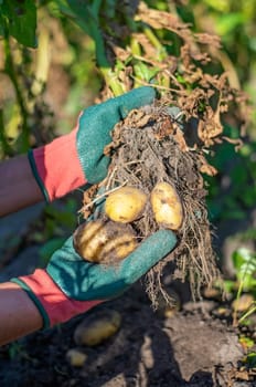 woman harvesting potatoes in the garden