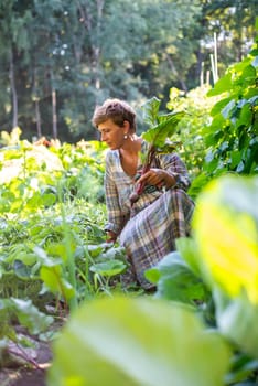 woman harvesting beetroot in the garden
